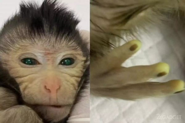 Ученые создали первую в мире обезьяну с двумя наборами ДНК
