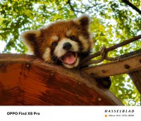 Менеджер компании OPPO продемонстрировал 60-кратный зум нового флагмана Oppo Find X8 Pro (9 фото) Менеджер компании OPPO продемонстрировал 60-кратный зум нового флагмана Oppo Find X8 Pro (9 фото)