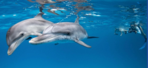 Google создала ИИ-модель DolphinGemma для общения с дельфинами Google создала ИИ-модель DolphinGemma для общения с дельфинами