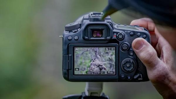 Лучшая камера для съёмки дикой природы в 2025 году: наш топ-выбор от Canon, Nikon, Sony и других