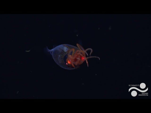 Ученые впервые в мире засняли на видео редкого прозрачного кальмара