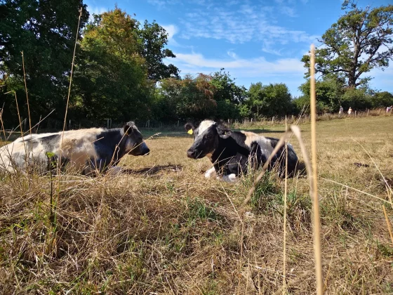 Обзор Vivo V60: создан для маньяков селфи Обзор Vivo V60: создан для маньяков селфи