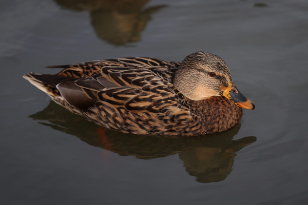 Обзор Canon EOS R6 Mark III: гибридная камера без недостатков