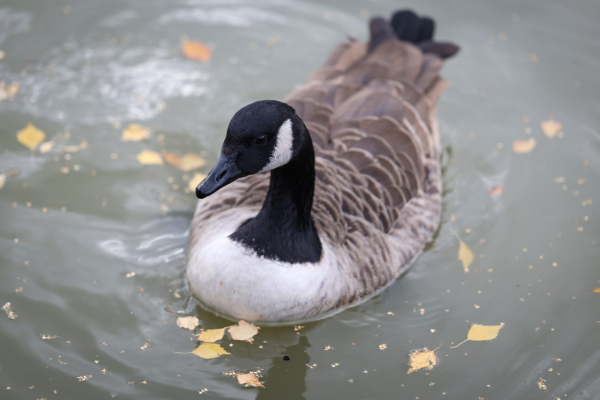 Обзор Canon EOS R6 Mark III: гибридная камера без недостатков