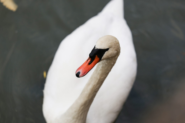 Обзор Canon EOS R6 Mark III: гибридная камера без недостатков