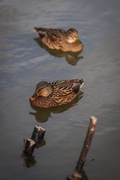 Обзор Canon EOS R6 Mark III: гибридная камера без недостатков