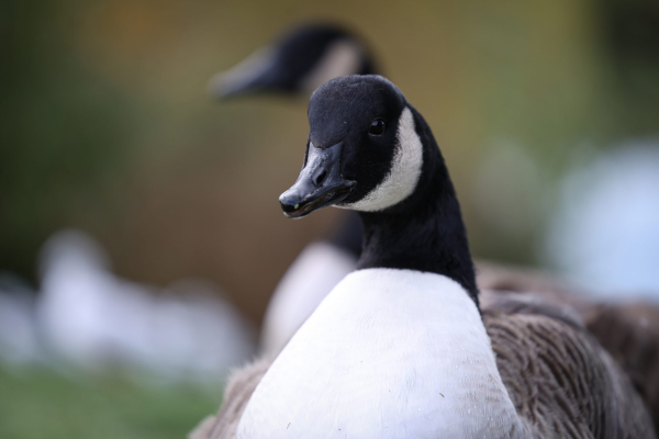 Обзор Canon EOS R6 Mark III: гибридная камера без недостатков