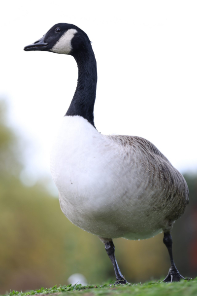 Обзор Canon EOS R6 Mark III: гибридная камера без недостатков