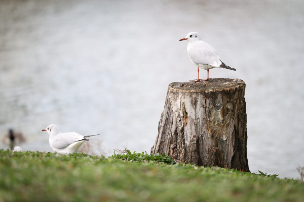 Обзор Canon EOS R6 Mark III: гибридная камера без недостатков