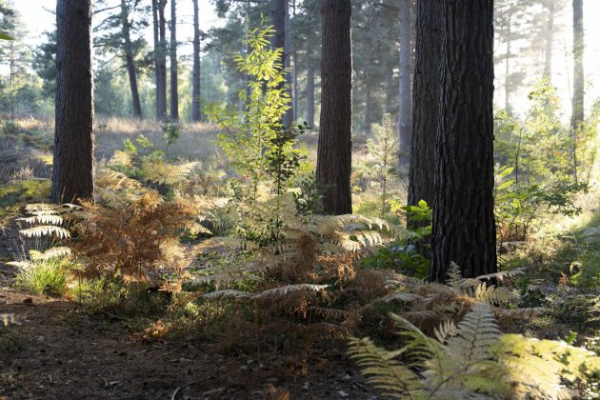 Обзор Nikon Z 24-70mm f/2.8 S II — 5-звездочный объектив по всем показателям Обзор Nikon Z 24-70mm f/2.8 S II — 5-звездочный объектив по всем показателям