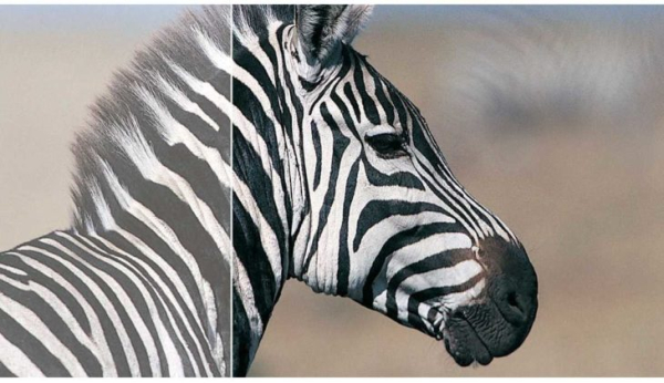 Обзор &mdash; Монитор Philips 241V8L