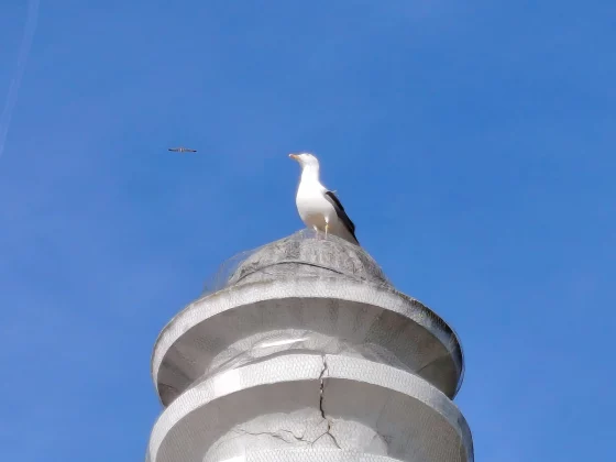 Обзор Honor Magic8 Lite: проработал три дня на заряде от батареи