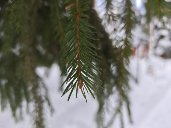 Мощный смартфон, а остальное компромиссы? Обзор POCO F8 Pro