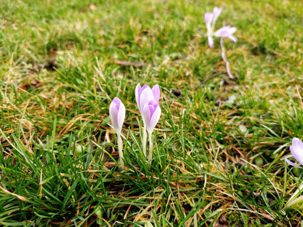 Обзор Motorola Signature: тонкий флагманский смартфон