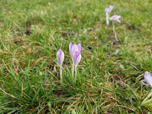 Обзор Motorola Signature: тонкий флагманский смартфон