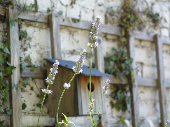 Обзор Panasonic Lumix GH7 — гибридная камера для видео Обзор Panasonic Lumix GH7 — гибридная камера для видео