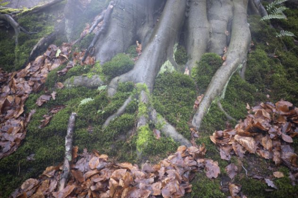 Обзор Viltrox AF 28mm f/4.5: объектив с неповторимым характером