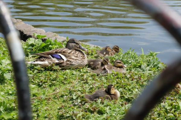 Обзор Leica Q3 &mdash; идеальная премиальная компактная камера