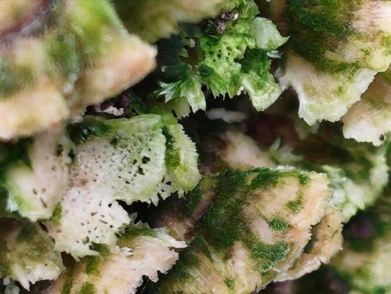 Обзор Nothing Phone (4a): прозрачное искушение и наличие в Москве