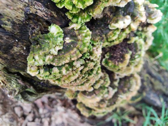 Обзор Nothing Phone (4a): прозрачное искушение и наличие в Москве