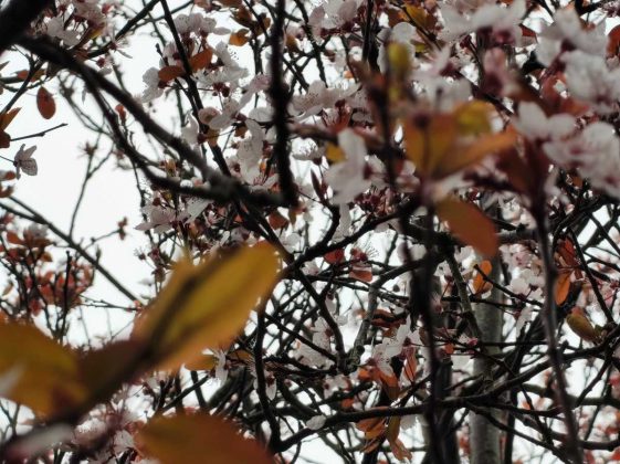 Обзор Nothing Phone (4a): прозрачное искушение и наличие в Москве