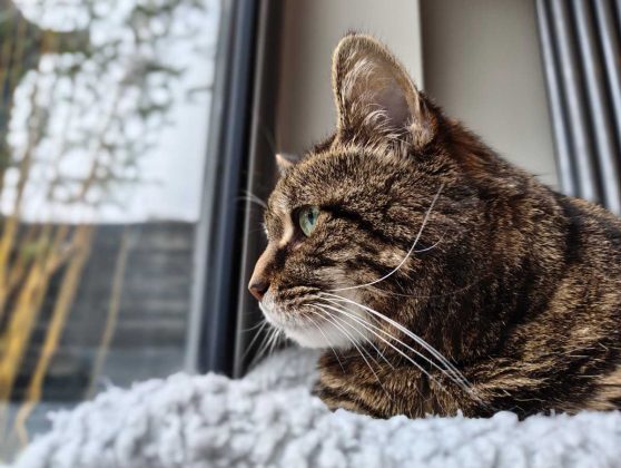 Обзор Nothing Phone (4a): прозрачное искушение и наличие в Москве