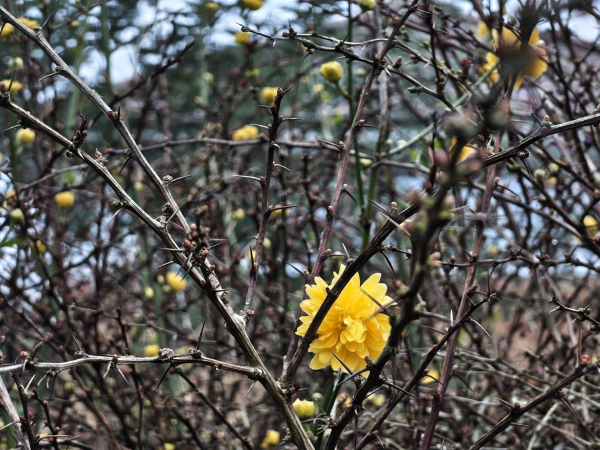 Обзор Nothing Phone (4a): прозрачное искушение и наличие в Москве