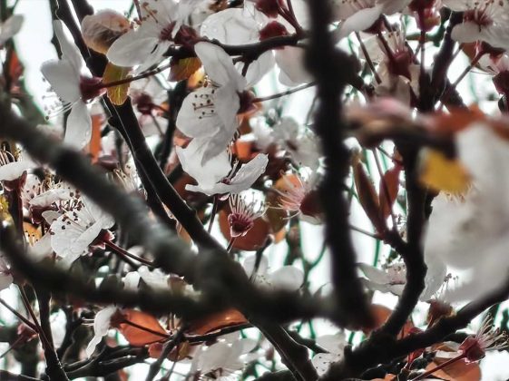 Обзор Nothing Phone (4a): прозрачное искушение и наличие в Москве