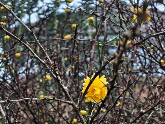 Обзор Nothing Phone (4a): прозрачное искушение и наличие в Москве