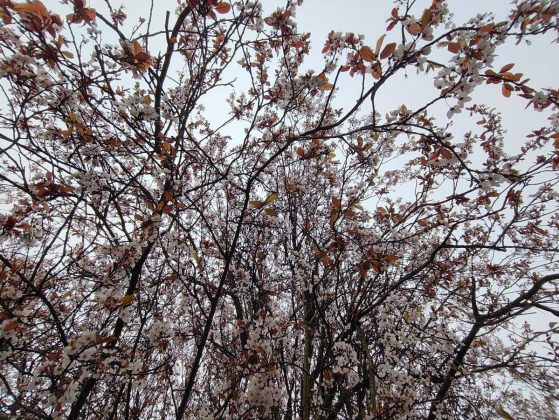 Обзор Nothing Phone (4a): прозрачное искушение и наличие в Москве