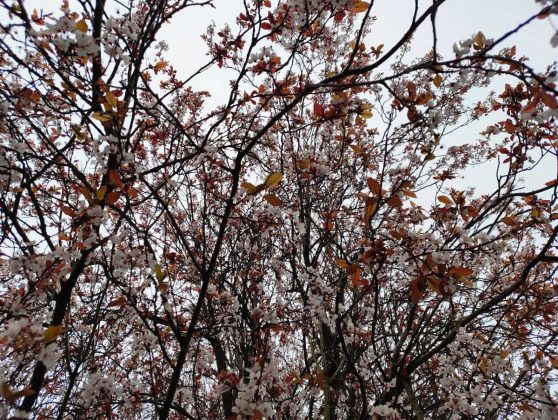 Обзор Nothing Phone (4a): прозрачное искушение и наличие в Москве