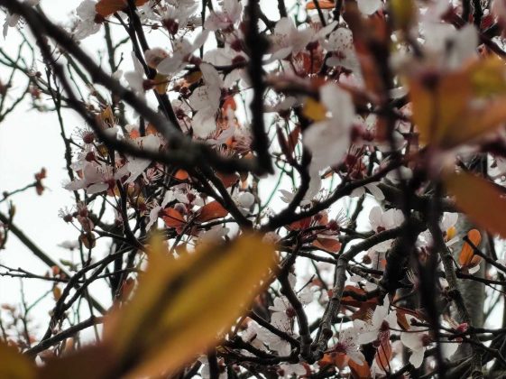 Обзор Nothing Phone (4a): прозрачное искушение и наличие в Москве