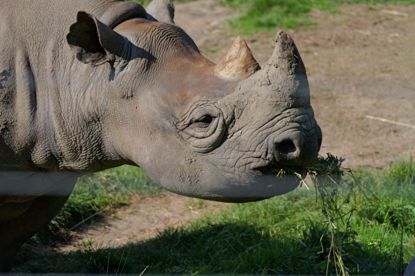 Обзор Panasonic Lumix G9 II &mdash; новый гибридный MFT-флагман