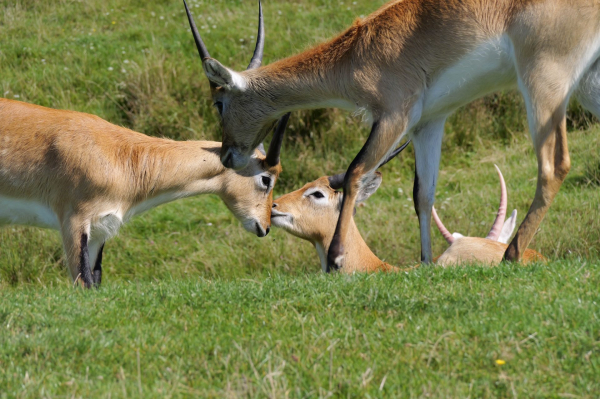 Обзор Panasonic Lumix G9 II &mdash; новый гибридный MFT-флагман