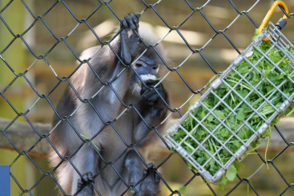 Обзор Panasonic Lumix G9 II &mdash; новый гибридный MFT-флагман