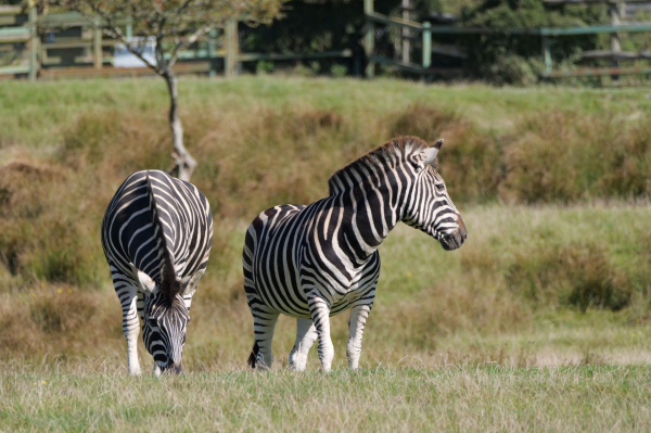 Обзор Panasonic Lumix G9 II &mdash; новый гибридный MFT-флагман