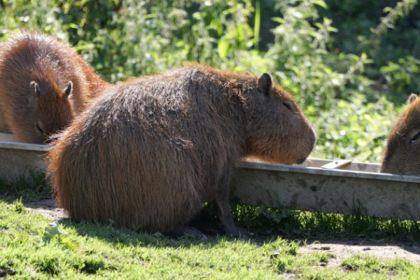 Обзор Panasonic Lumix G9 II &mdash; новый гибридный MFT-флагман