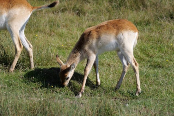 Обзор Panasonic Lumix G9 II &mdash; новый гибридный MFT-флагман