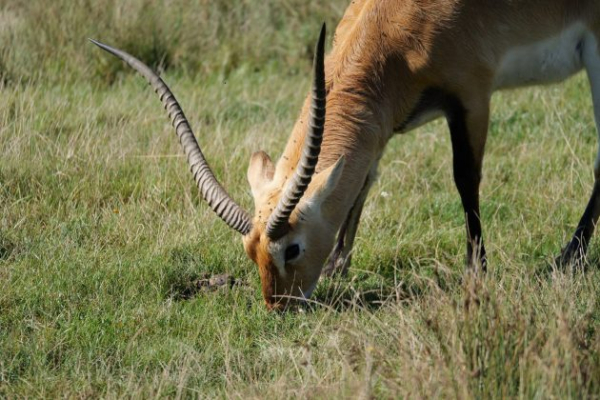 Обзор Panasonic Lumix G9 II &mdash; новый гибридный MFT-флагман