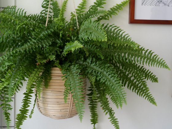 Обзор Panasonic Lumix G9 II &mdash; новый гибридный MFT-флагман