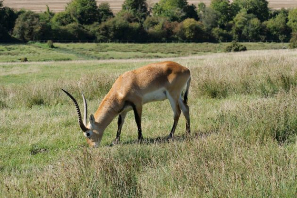 Обзор Panasonic Lumix G9 II &mdash; новый гибридный MFT-флагман