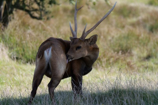 Обзор Panasonic Lumix G9 II &mdash; новый гибридный MFT-флагман