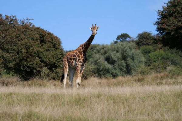 Обзор Panasonic Lumix G9 II &mdash; новый гибридный MFT-флагман