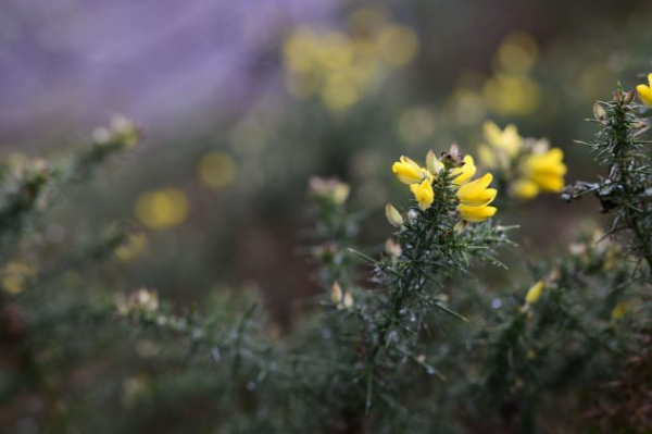 Обзор Viltrox 85mm f/1.4 Pro &mdash; превосходит дорогие объективы и продается в России&nbsp;