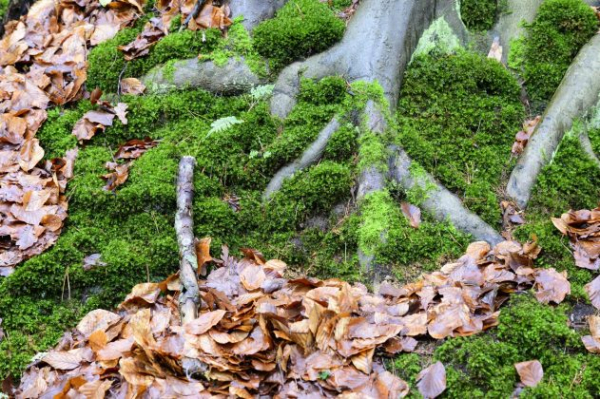 Обзор Viltrox 85mm f/1.4 Pro &mdash; превосходит дорогие объективы и продается в России&nbsp;