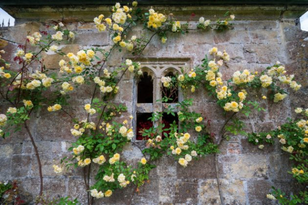 Обзор Viltrox AF 16mm F1.8: заряженный по полной ширик и наличие в Москве