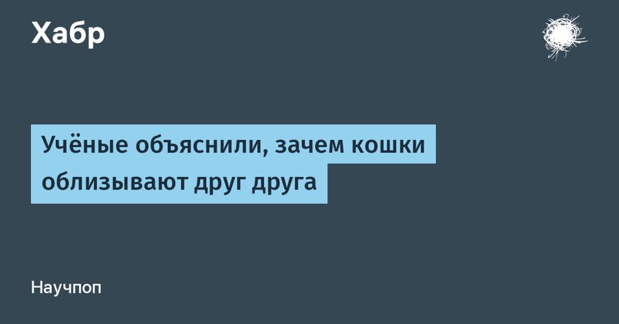 Кошки вылизывают друг друга не только из дружбы: за 35% эпизодов стоит скрытая агрессия