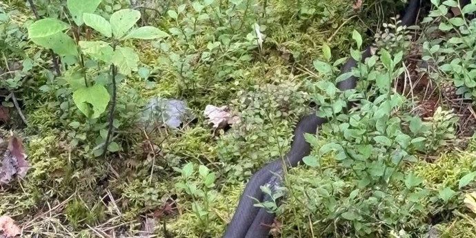 «Анаконда белорусская»: под Логойском дачник встретил ужа размером с монстра