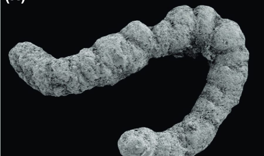 Первые фекалии животных могли ускорить кембрийский взрыв — новое исследование