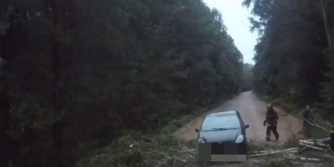 Упавшие деревья повредили пять машин в Беларуси — МЧС работало в четырёх областях и Минске